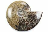 Polished Ammonite (Cleoniceras) Fossil - Madagascar #365046-1